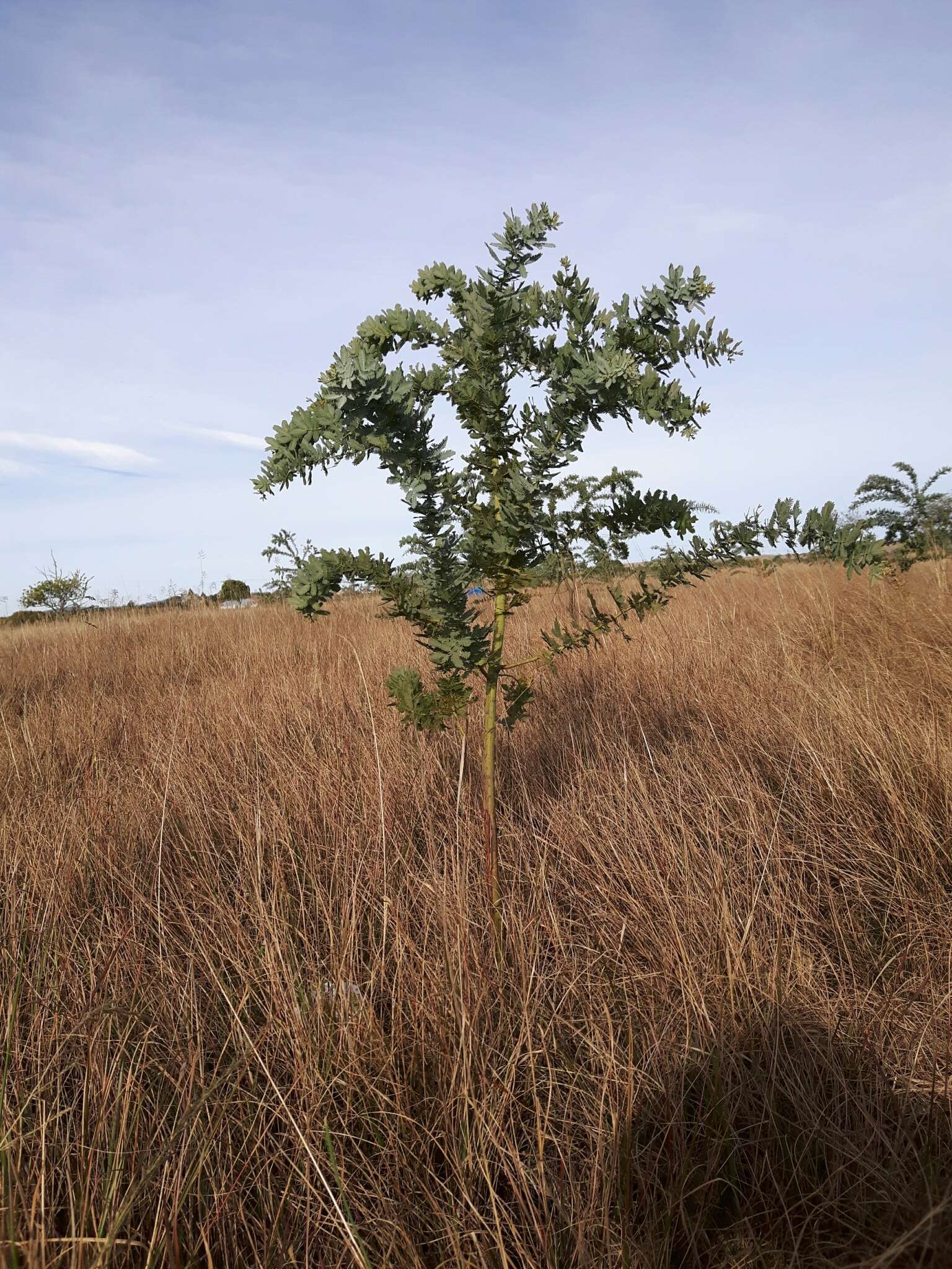 Image of cootamundra wattle