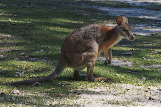 Image of Black-striped Scrub Wallaby