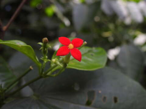 Image de Manettia coccinea (Aubl.) Willd.