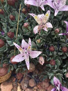 Image of Alstroemeria andina Phil.