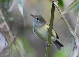 Sivun Puertoriconvireo kuva