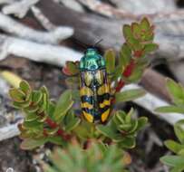 Image of Conognatha viridiventris (Solier 1849)