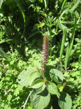 Image of Chaff-flower