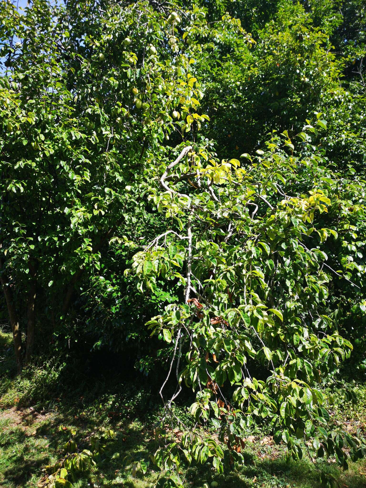 Image of Chinese-quince