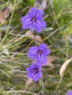 Слика од Thysanotus racemoides Sirisena, T. D. Macfarl. & Conran