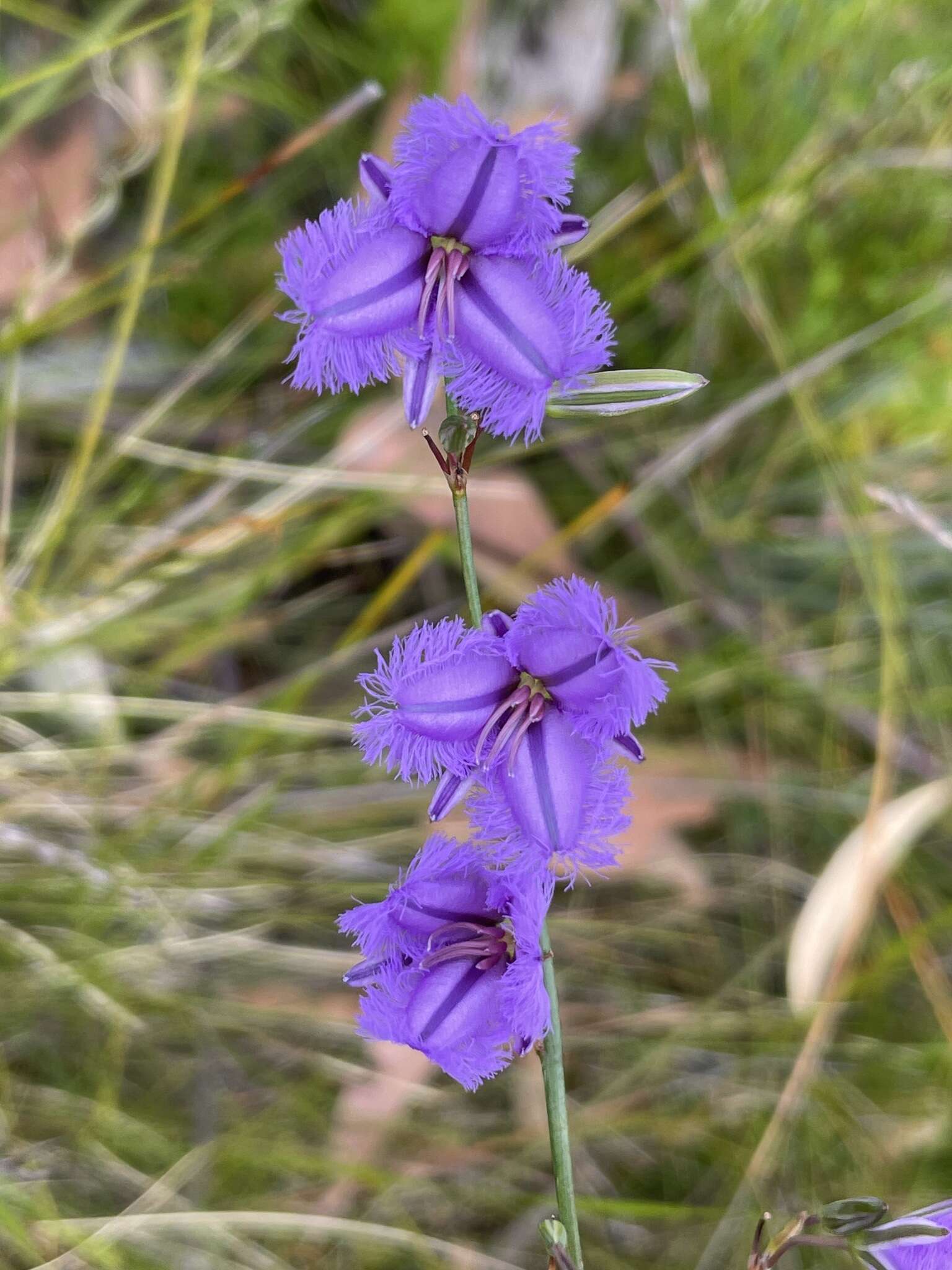 Слика од Thysanotus racemoides Sirisena, T. D. Macfarl. & Conran