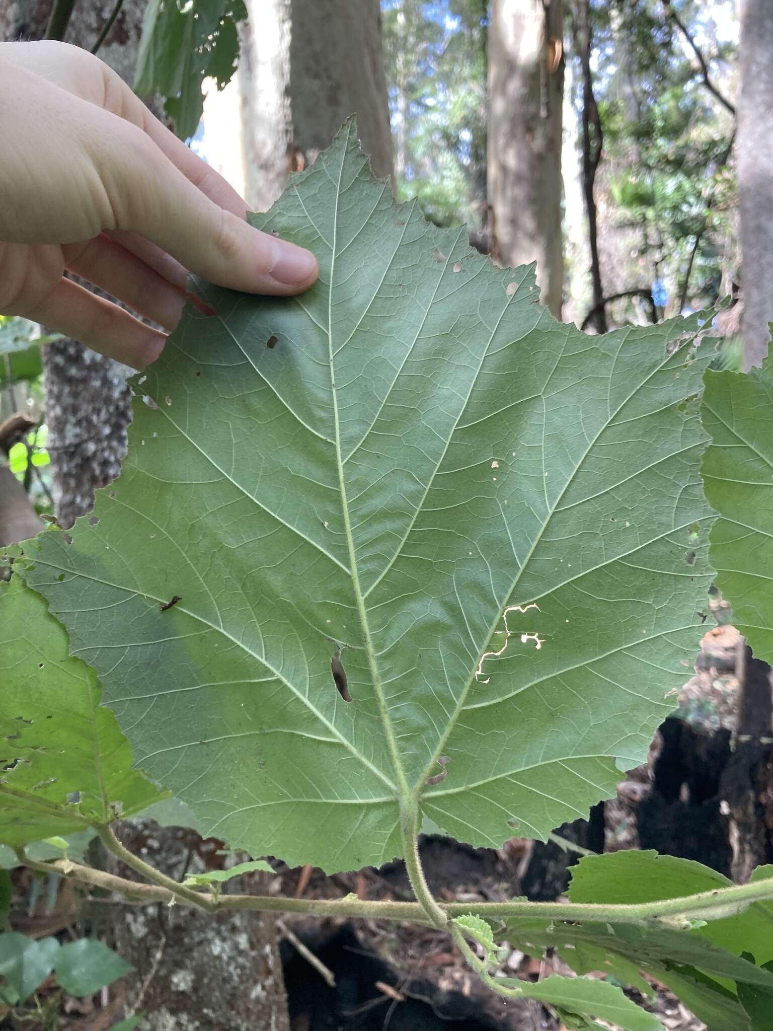 Image of Androcalva fraseri (J. Gay) C. F. Wilkins & Whitlock