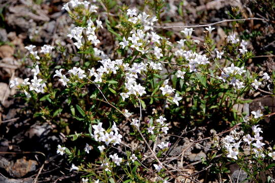 Слика од Houstonia canadensis Willd.