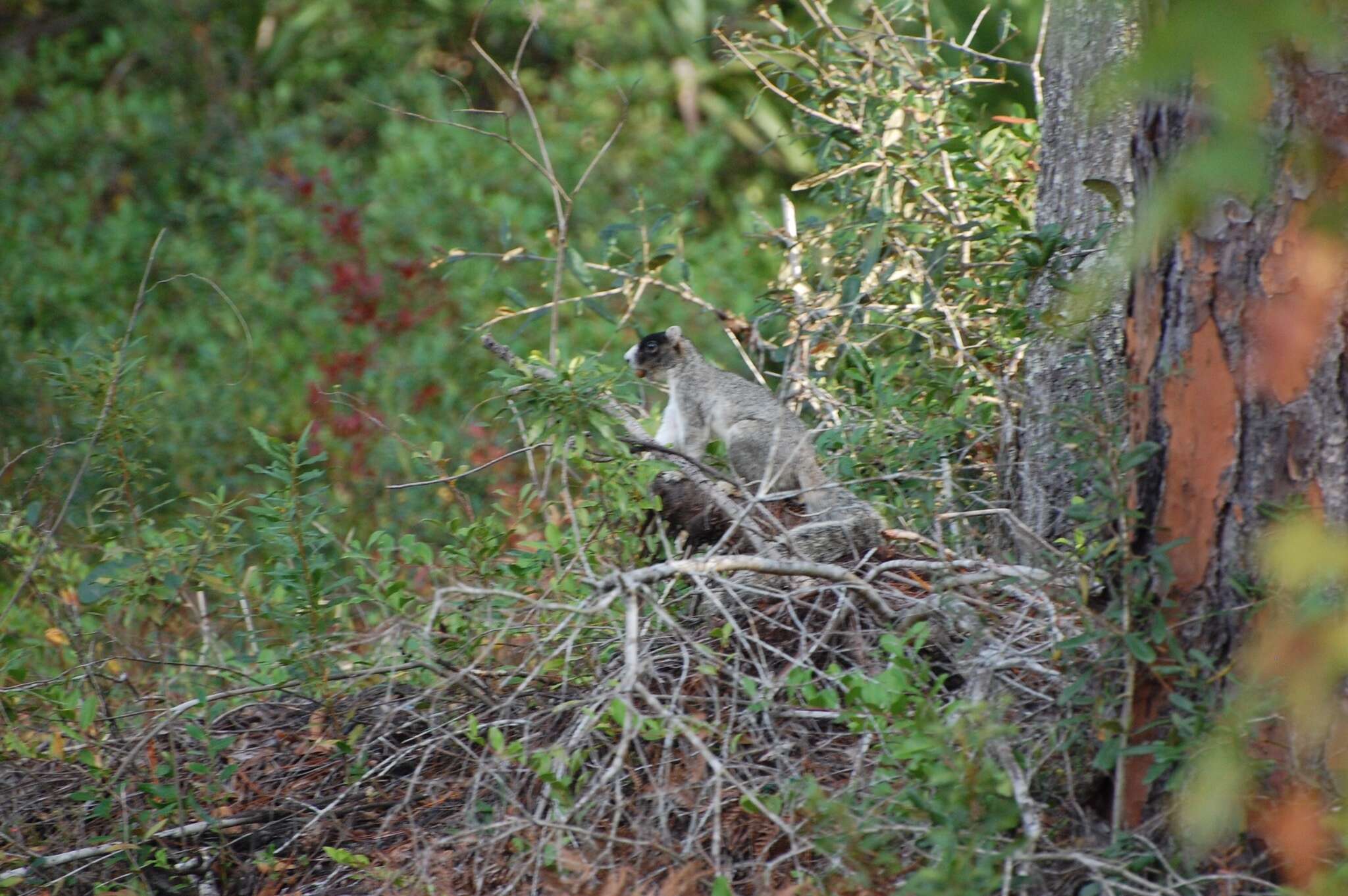 Image of Sciurus niger niger Linnaeus 1758