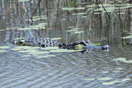 Image of alligators