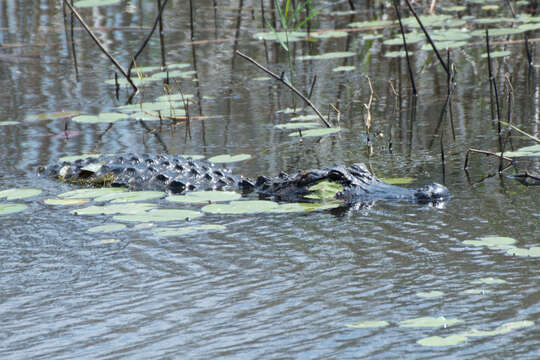 Image of alligators