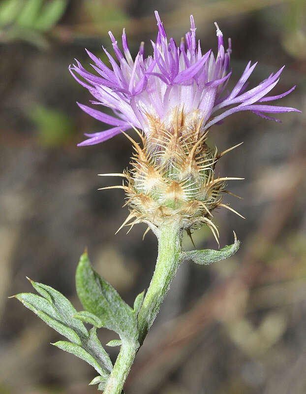 Plancia ëd Centaurea pulvinata (G. Blanca) G. Blanca