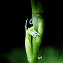 Image of Creamy Green Tentacle Orchid