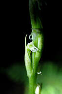 Image of Creamy Green Tentacle Orchid