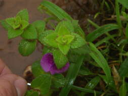 Image of Impatiens lawii Hook. fil. & Thoms.