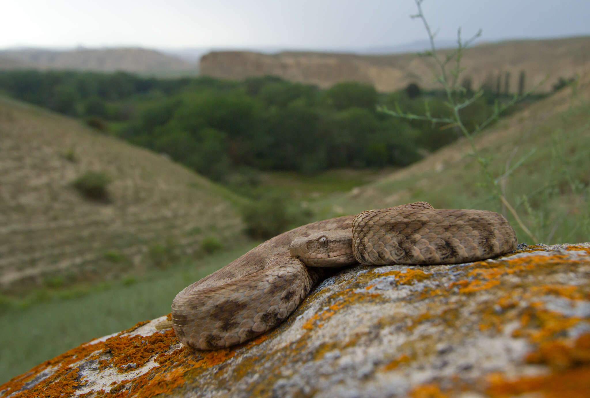 Sivun Macrovipera lebetinus obtusa (Dwigubsky 1832) kuva