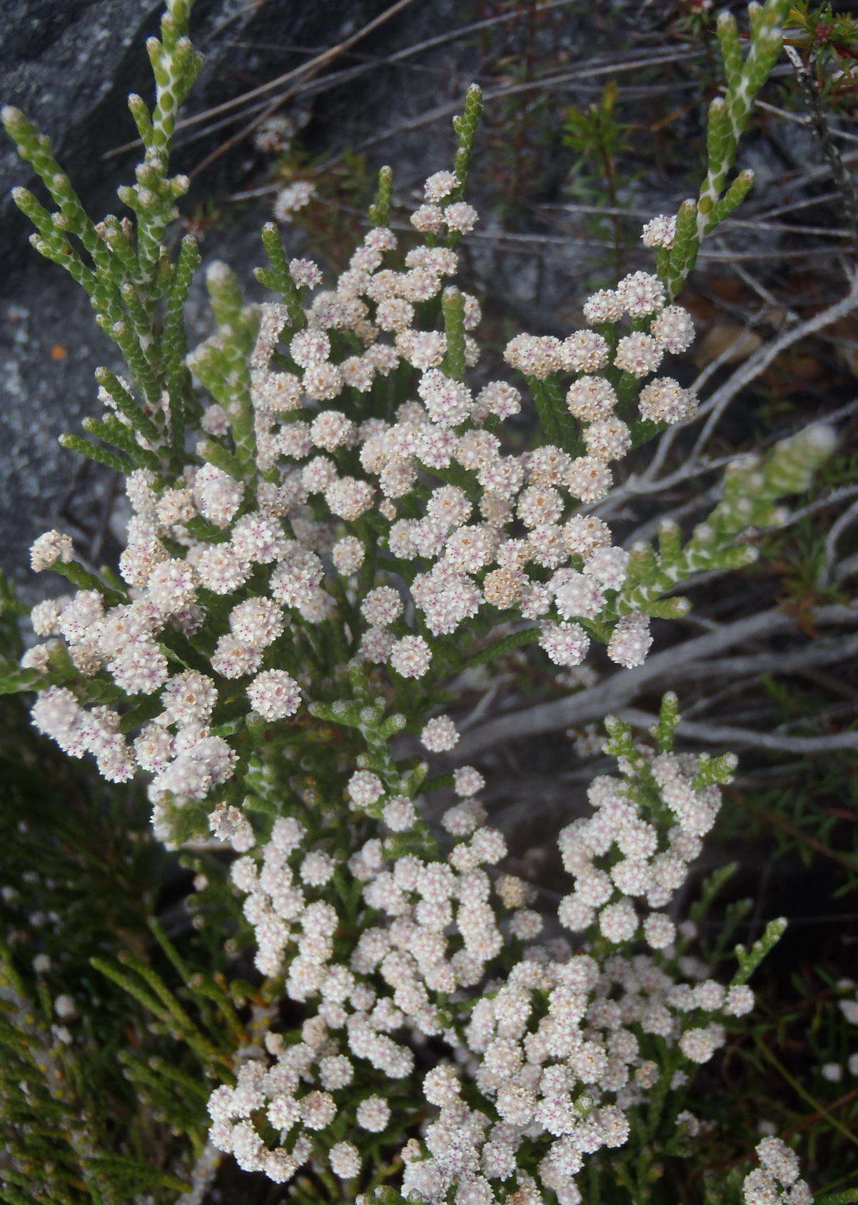 Image of Brunia microphylla Thunb.