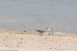 Plancia ëd Charadrius ruficapillus Temminck 1821