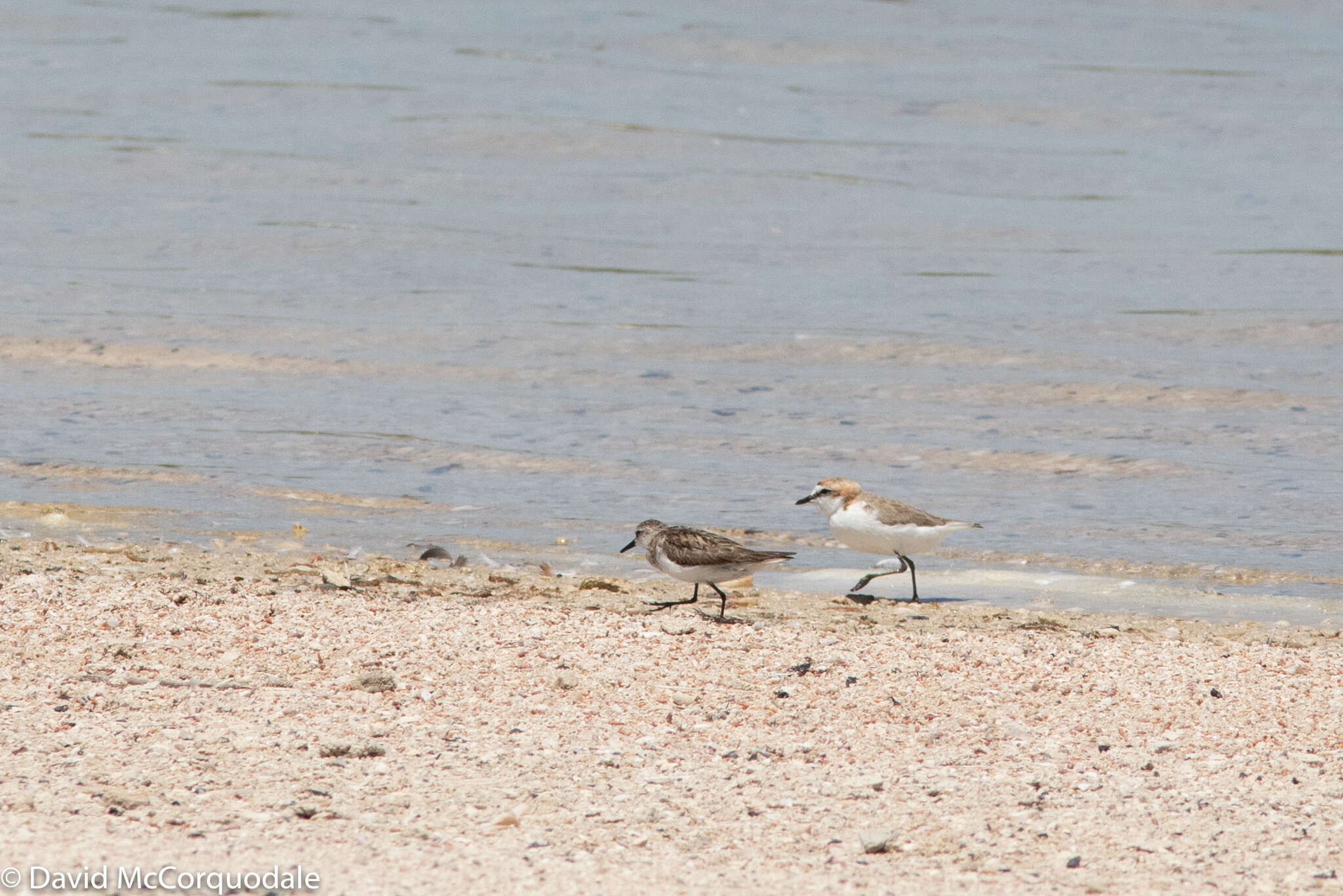 Image of Red-capped Dotterel