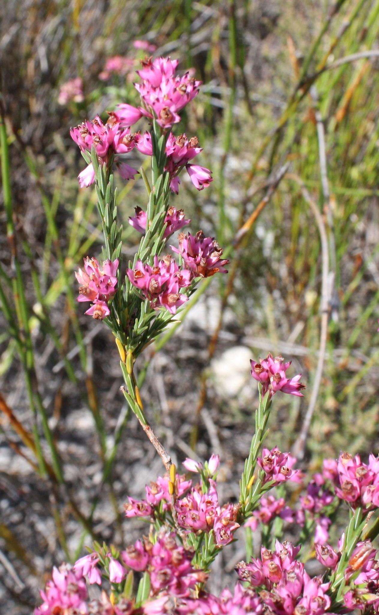 Image of Erica corifolia var. corifolia