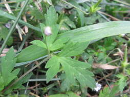 Plancia ëd Geranium albiflorum Ledeb.