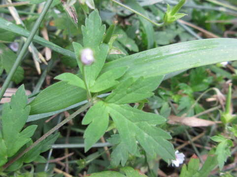 Image of Geranium albiflorum Ledeb.