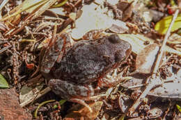 Image of Eupsophus altor Nuñez, Rabanal & Formas 2012