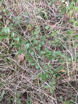 Image of Oregon boxleaf