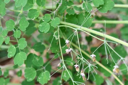 Image of Thalictrum guatemalense C. DC. & Rose ex Rose