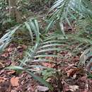 Imagem de Areca insignis (Becc.) J. Dransf.