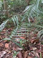 Image of Areca insignis (Becc.) J. Dransf.