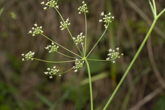 Imagem de Scaligeria napiformis (Willd. ex Spreng.) Grande