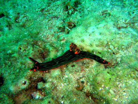 Image of Dusky green spot orange gill black slug