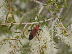 Image of Leptocoris mitellatus Bergroth 1916