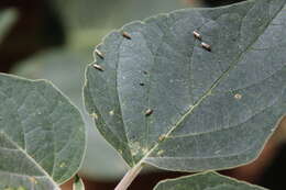 Image of Tupiocoris notatus (Distant 1893)