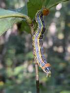 Image of Red-humped Oakworm