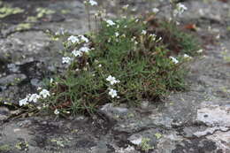 Image of Cherleria circassica (Albov) A. J. Moore & Dillenb.