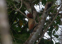 Image of Caatinga Woodpecker