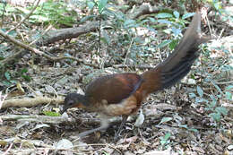 Image of lyrebirds