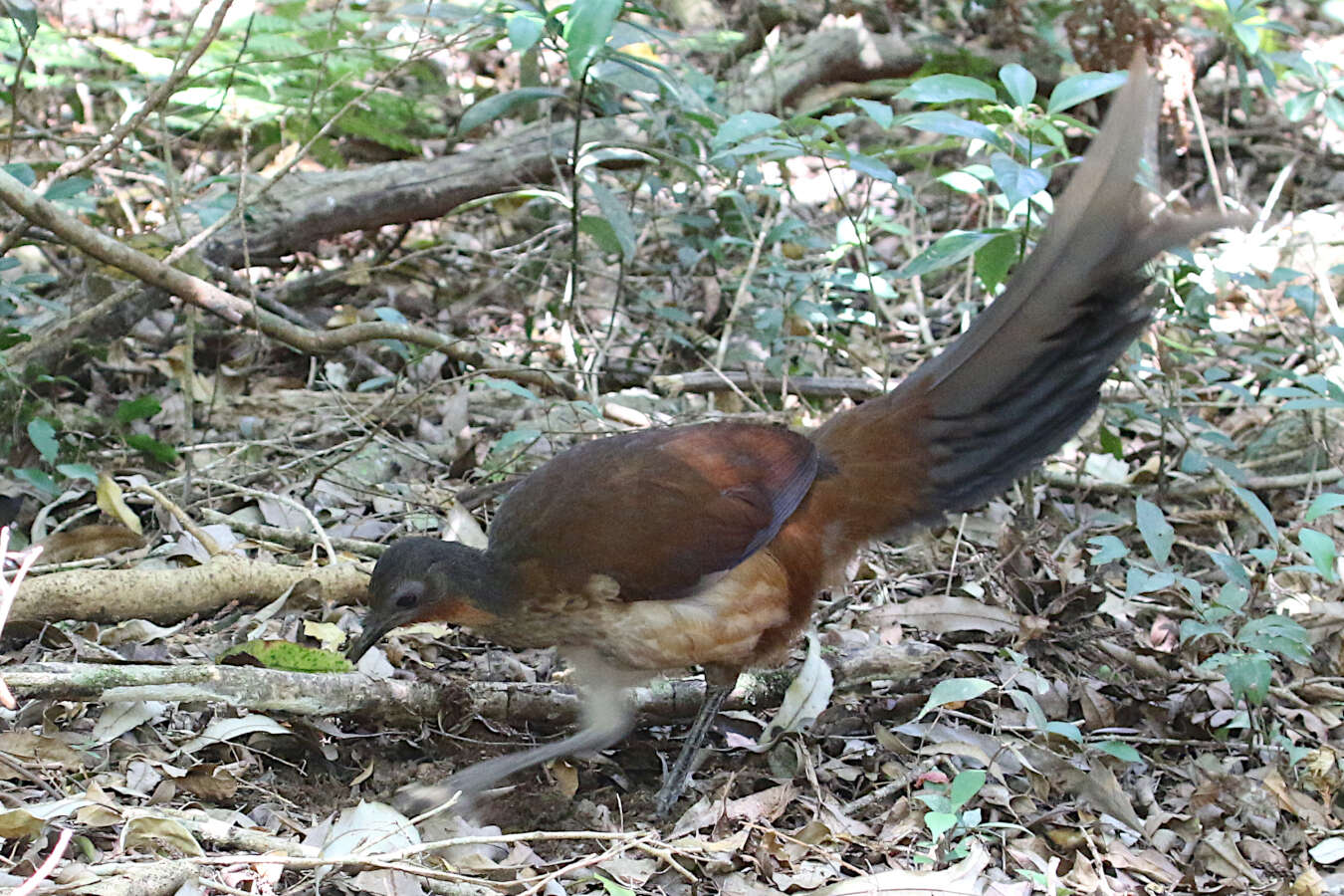 Image of lyrebirds