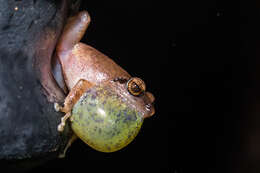 Image of Pseudophilautus amboli (Biju & Bossuyt 2009)