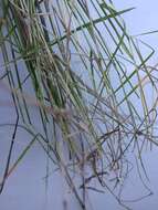 Imagem de Agrostis montevidensis Spreng. ex Nees