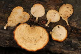 Image of Microporellus