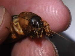 Image of Northern Mole Crickets