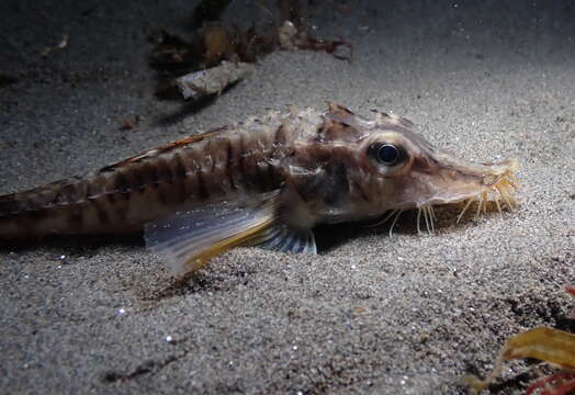 Image of Sturgeon poacher