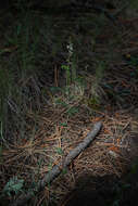 صورة Astragalus rusbyi Greene