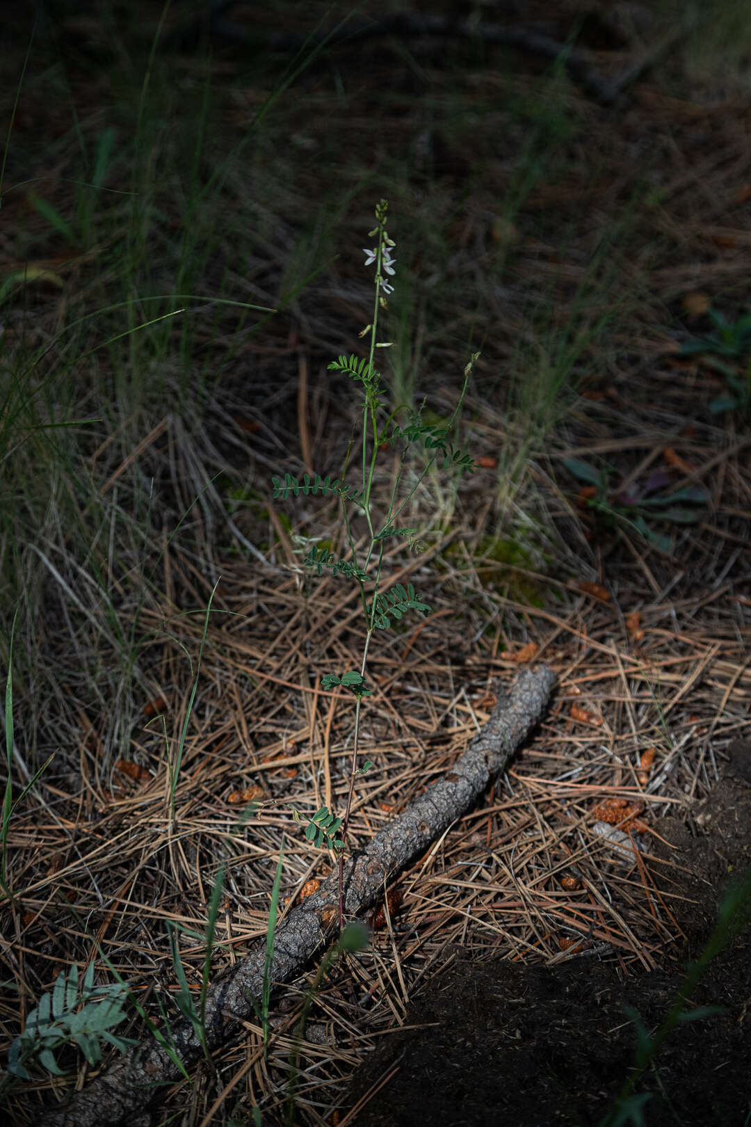 Image of Rusby's milkvetch