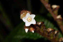 Image of Triolena amazonica (Pilger) Wurdack