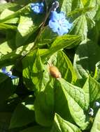 Image of amber snail