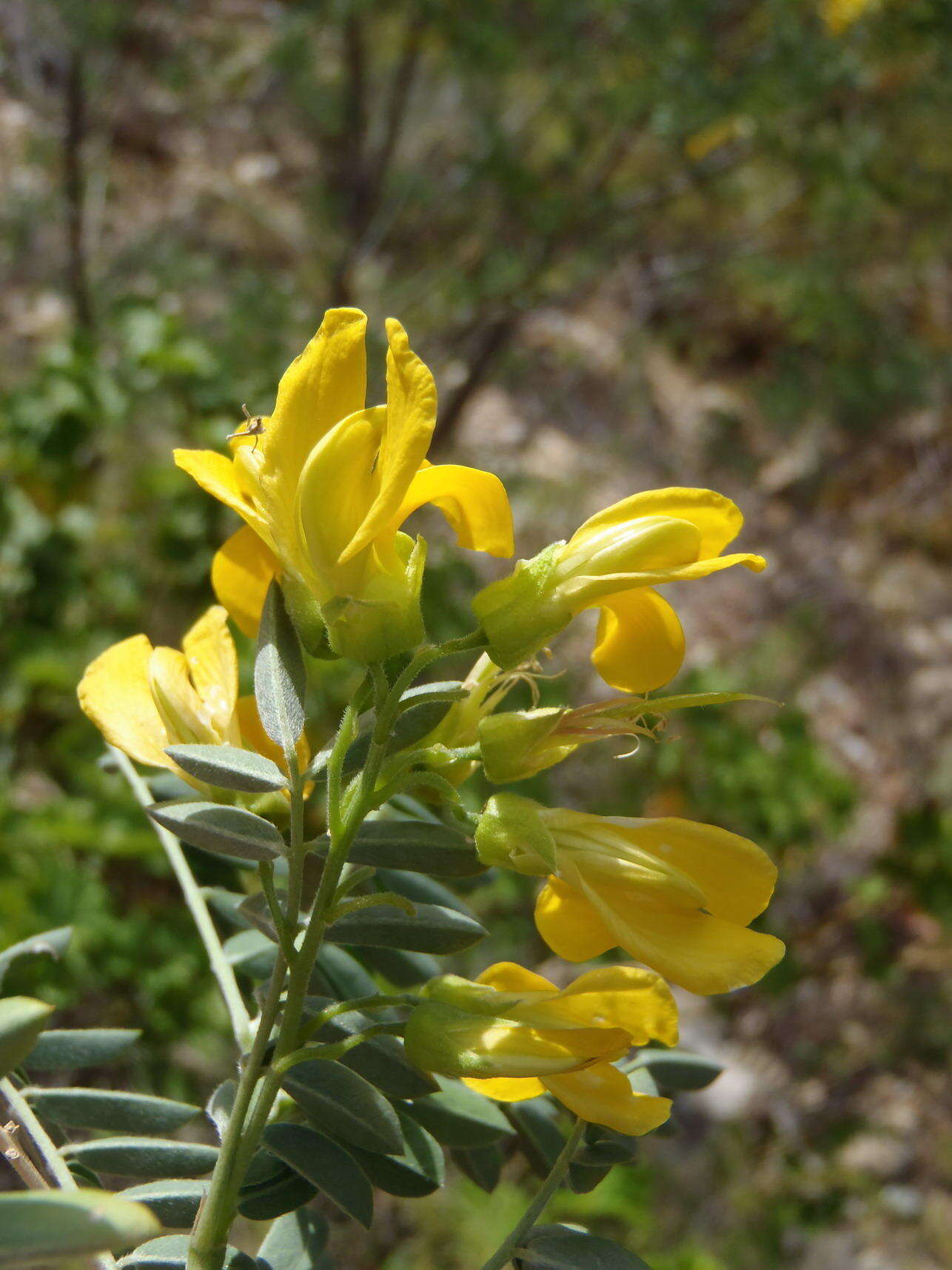 Imagem de Calpurnia villosa Harv.